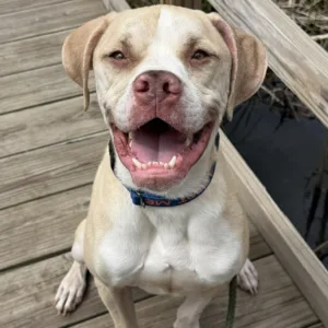 Play games, support Delta Animal Shelter through Treat app